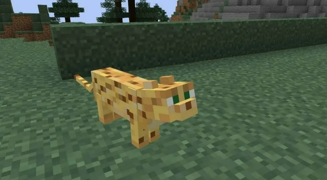 ocelot