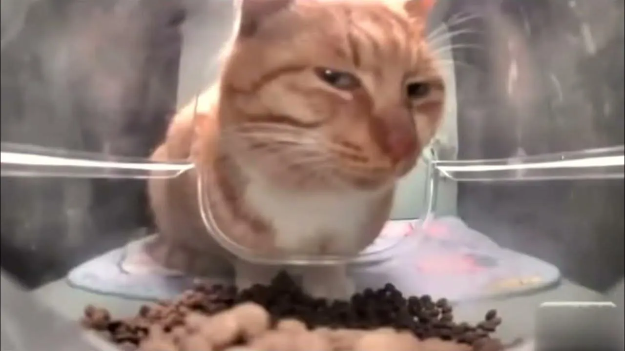 Мем с котом Мистером Фрешем