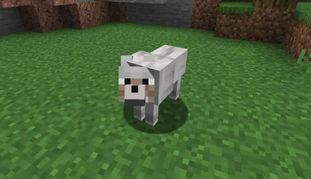 volk