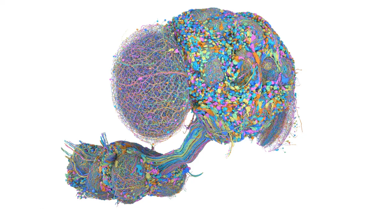 Карта нервной системы самца дрозофилы MaleCNS v1.0, изображение Google Research и HHMI Janelia