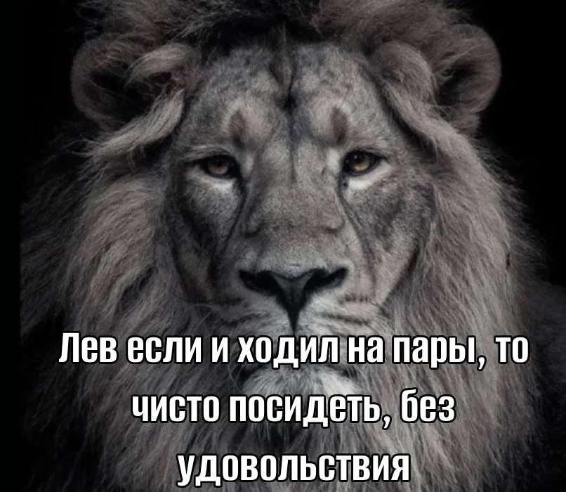 Новые мемные цитаты про льва, который делает всё без удовольствия