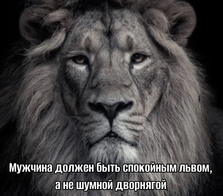 Пацанские цитаты со львом