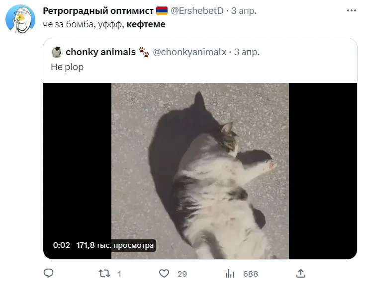 Видео с котиками тоже кефтеме