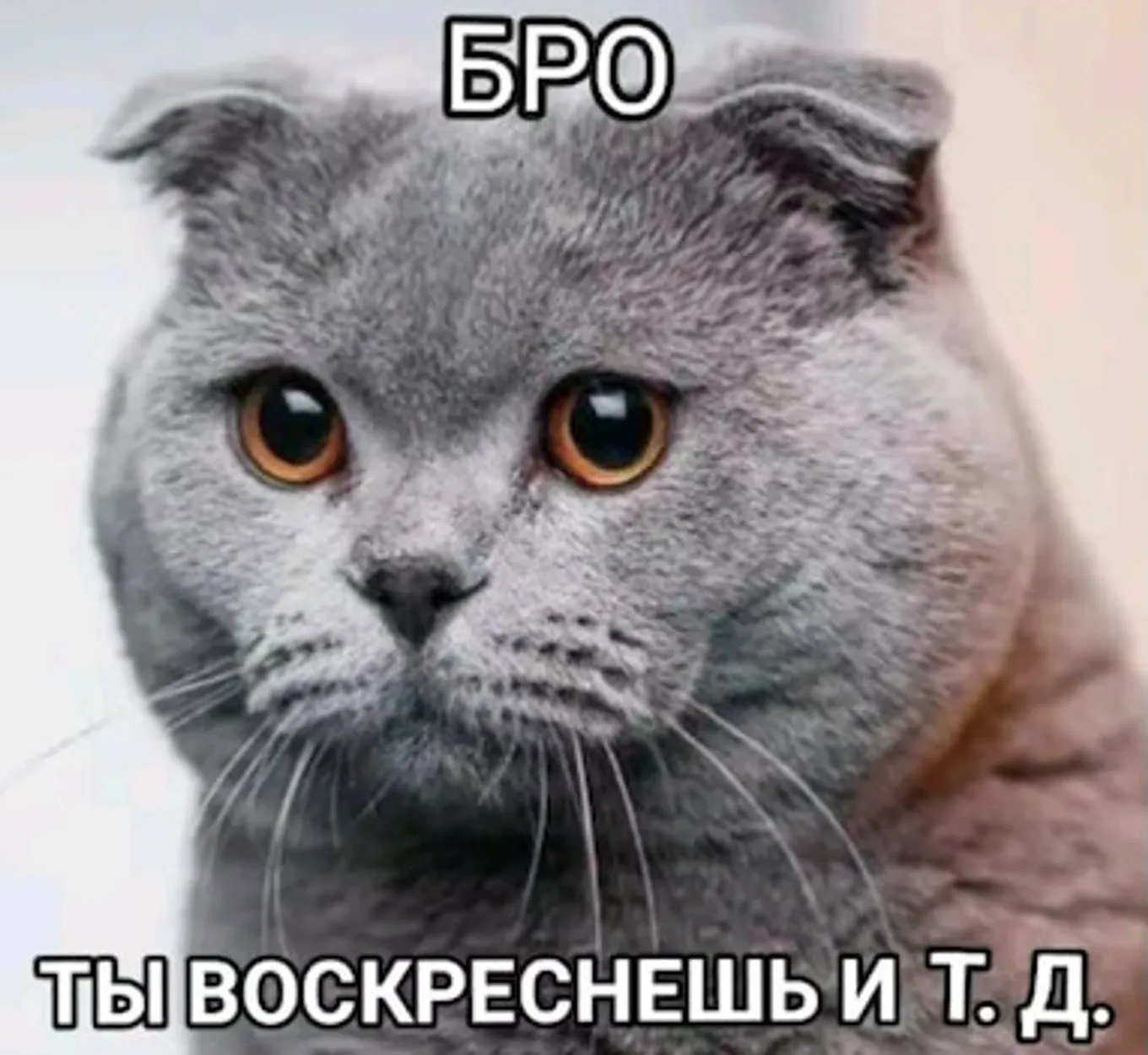 Пользователи быстро поняли, что фото с котом подходит для выражения любой констатирующей мысли