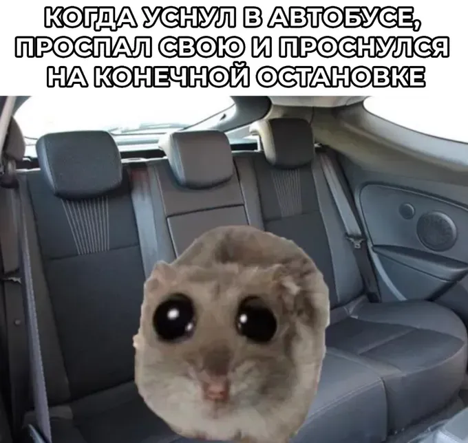 Мем с грустным хомяком