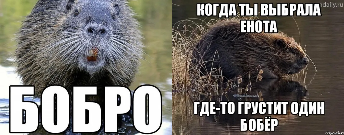 Мемы про бобров