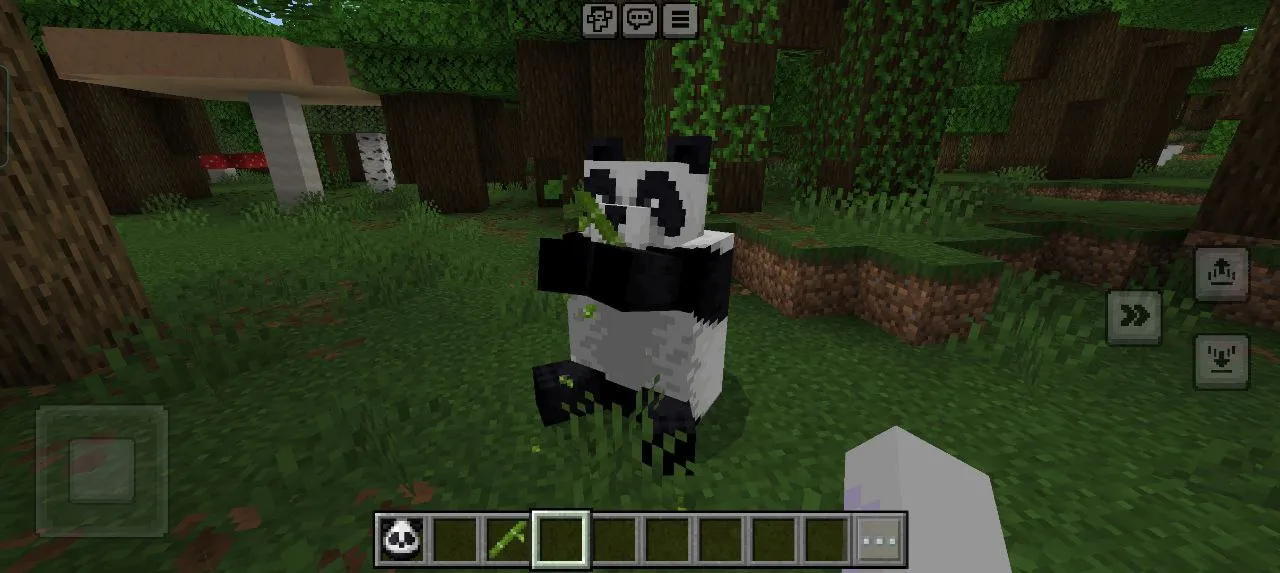 panda
