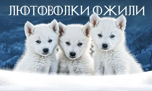 Всё о лютоволках: от вымирания до участия в «Игре престолов», возрождения и хайпа в 2025 году