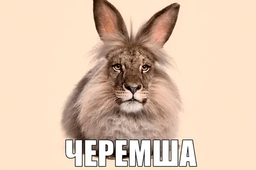 Черемша: откуда мем