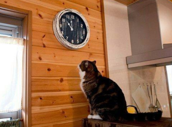 Оригинальный кадр с котом, наблюдающим за часами
