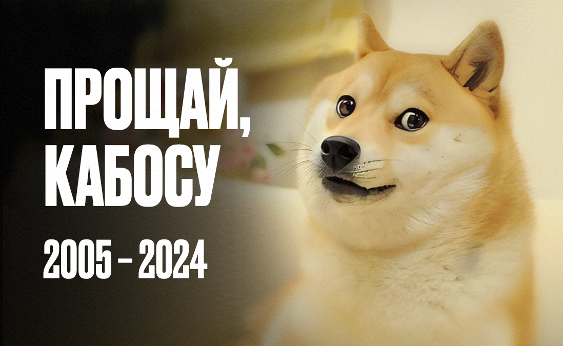 Мемная собака Кабосу умерла: жизнь легендарной сиба-ину, мемы с Доге и криптовалюта Dogecoin