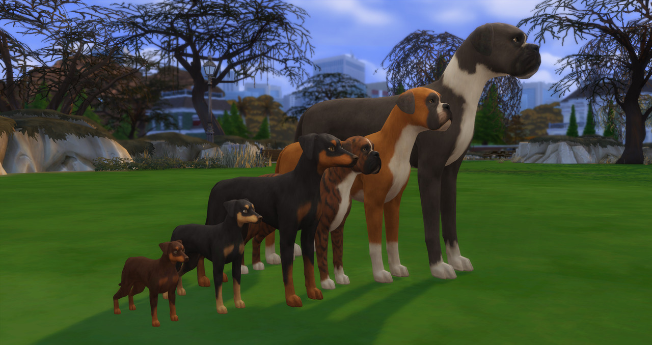 DLC «Кошки и собаки» в Sims 4