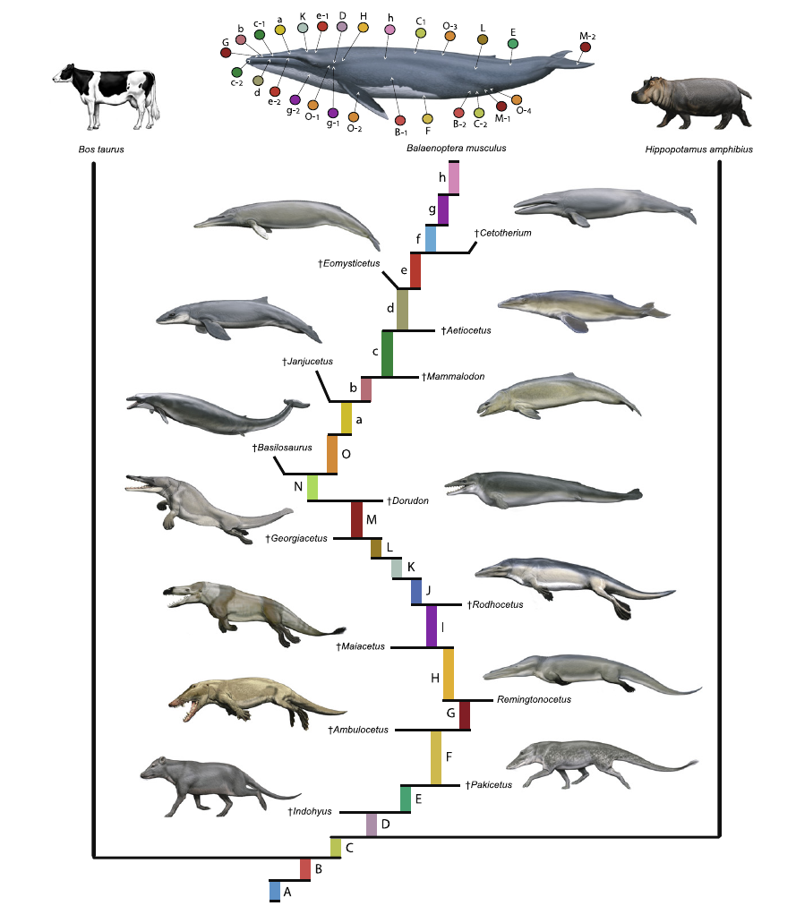 Эволюция на примере кита